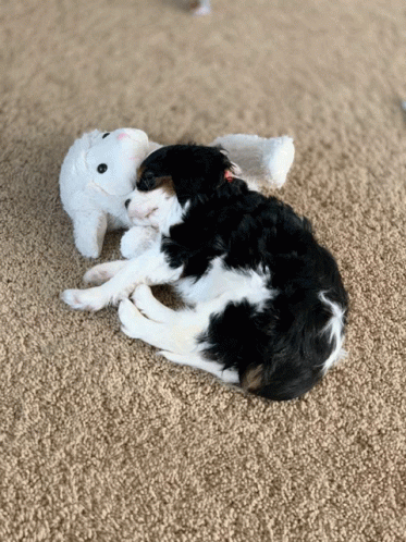 Puppy Love GIF - Puppy Love Puppyeyes GIFs