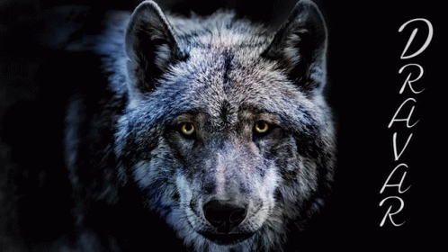 Dravar Wolf GIF