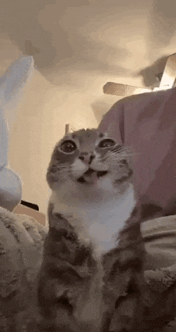 a cat is sticking its tongue out while sitting on a bed and looking at the camera .