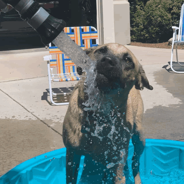 a dog is being sprayed with water from a hose in a small pool