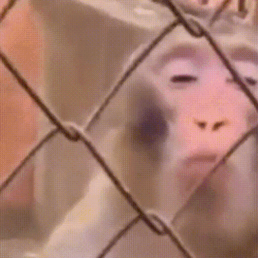 a monkey is behind a chain link fence and looking at the camera .