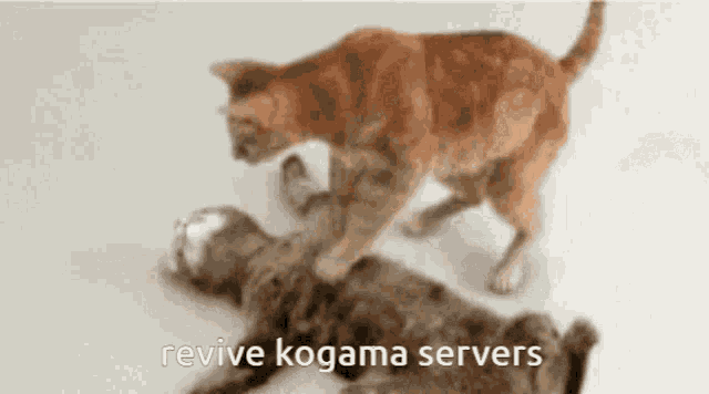 two cats are playing with each other and the words revive kogama servers are visible