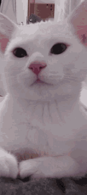 Kadze Hamudis Kadze GIF - Kadze Hamudis Kadze Luna Lick Cat GIFs