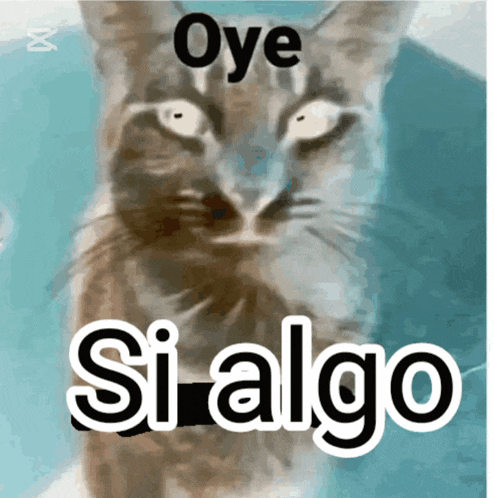 a picture of a cat with the words oye si algo written below it