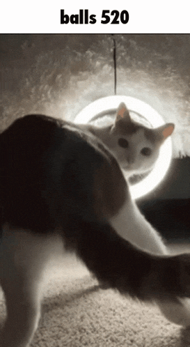 a cat is stretching its tail in front of a light with the words balls 520 above it
