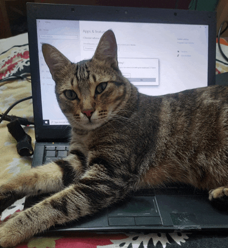 a cat laying on top of a laptop that says apps & features