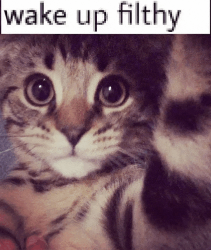 a close up of a cat with the words wake up filthy written above it
