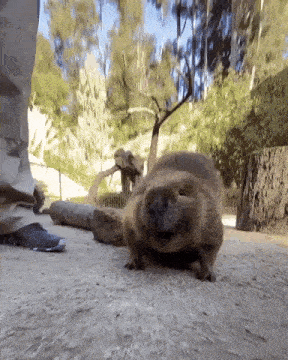 a beaver is crawling on the ground next to a person 's leg .