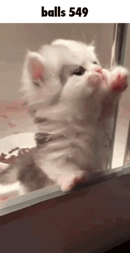 a kitten is looking out of a window with the words balls 549 above it