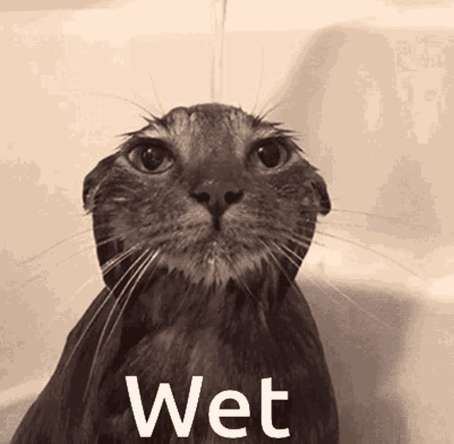 Wet Cat Moist GIF - Wet Cat Moist GIFs