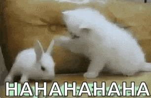 a white cat and a white rabbit are playing with each other on a wooden floor .