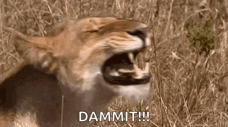 a close up of a lion with its mouth open and the words dammit !