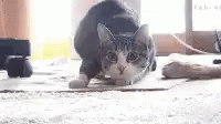 Cat Exciting GIF - Cat Exciting Happy GIFs