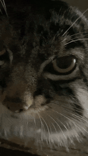 Manul Pallas Cat GIF - Manul Pallas Cat Grusha GIFs