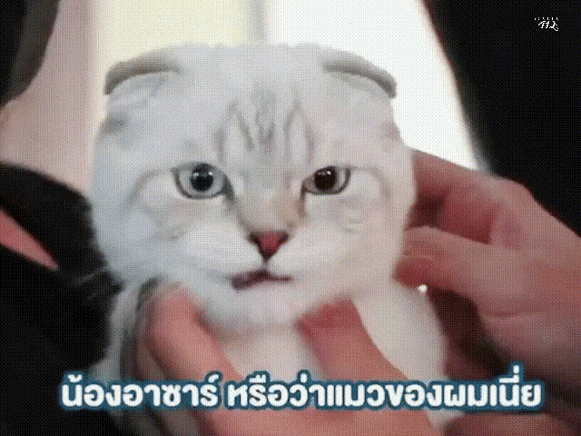 Cat Love GIF - Cat Love Gulfkanawut GIFs
