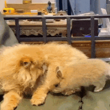 a cat and a dog are laying on a couch .