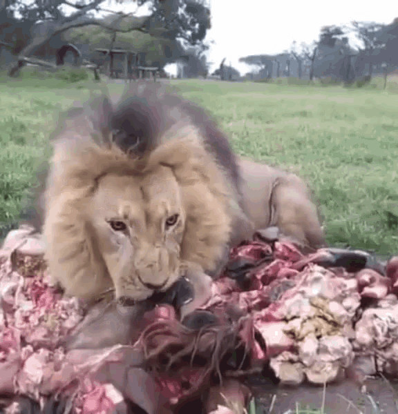 Lion Eating GIF - Lion Eating Purring GIFs