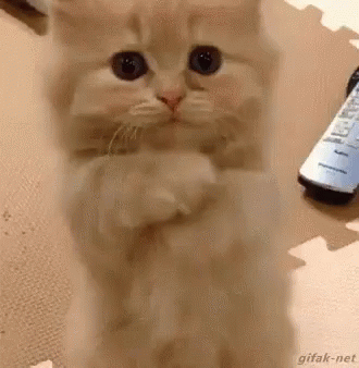 Cat Kitten GIF - Cat Kitten Beg GIFs