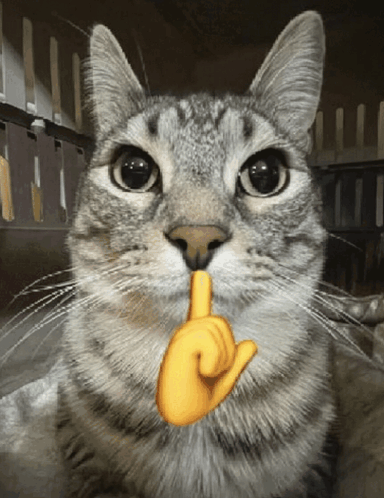Mogging Mewing GIF - Mogging Mewing Cat GIFs