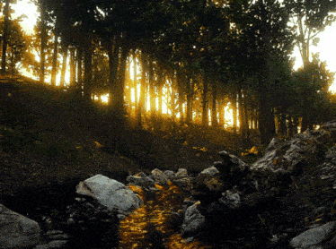 the sun shines through the trees in a dark forest