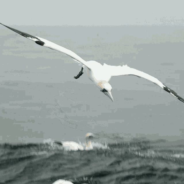 Diving In The Water Northern Gannet GIF - Diving In The Water Northern Gannet Robert E Fuller GIFs