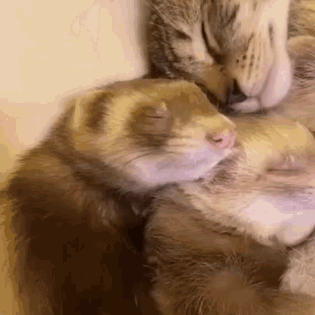 Ferrets Sleeping GIF - Ferrets Sleeping Ferret GIFs