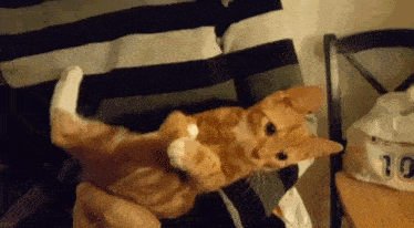 a person is holding a small orange cat on their lap .
