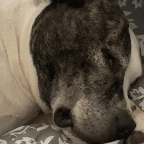 a close up of a dog laying on a bed with its eyes closed