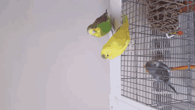 three parakeets are sitting in a cage looking at something