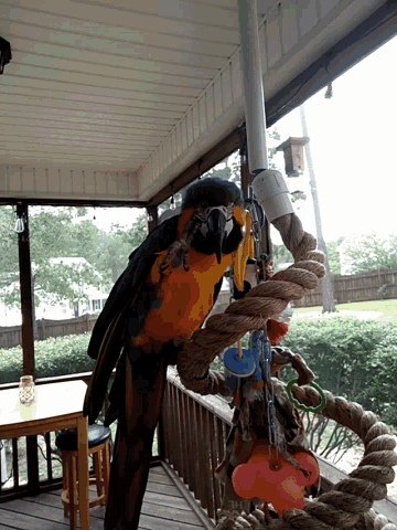 a blue and yellow parrot sitting on a rope