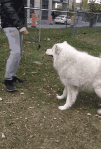 Samoyed Dog GIF - Samoyed Dog Owner GIFs
