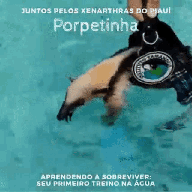 a person is holding a penguin in the water with the words porpetinha written above it