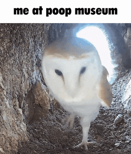 a white owl is standing in a hole with the words me at poop museum below it