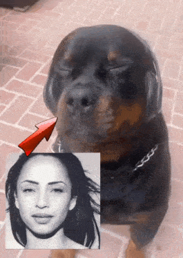 a dog wearing headphones is next to a picture of sadie