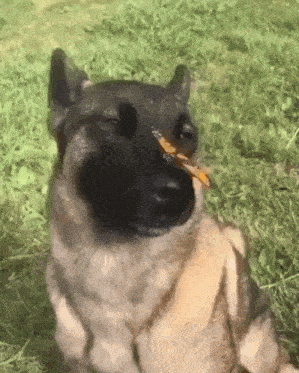 Dog Dog With Butterfly On Nose GIF - Dog Dog With Butterfly On Nose Dog With Butterfly GIFs