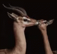 Oh Deer Funny Animals GIF