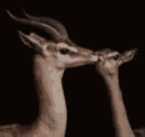 a couple of deer standing next to each other and kissing .