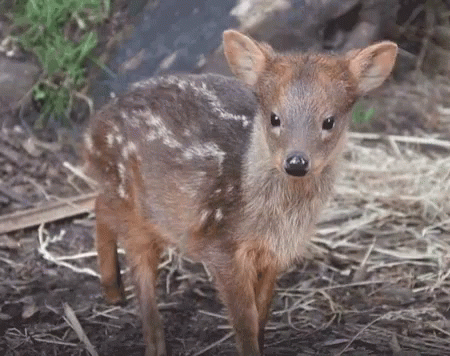 Deer Baby Deer GIF - Deer Baby Deer Ear GIFs