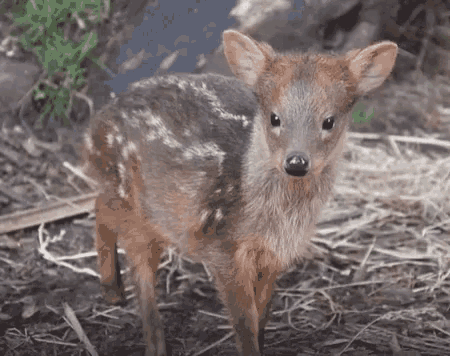 a small brown deer with white spots on its fur
