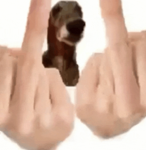 a person is holding a dog in their hands and giving it the middle finger .
