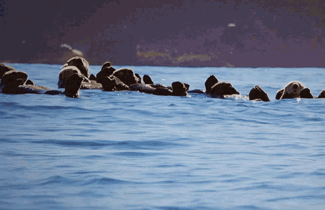 a group of seals are swimming in a large body of water