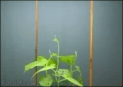 Botany Bean GIF - Botany Bean GIFs