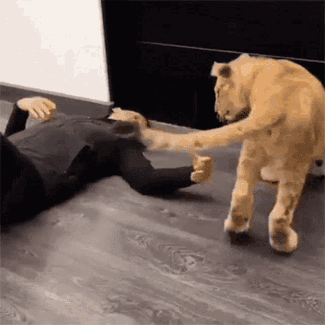 a person is laying on the floor with a lion standing next to them