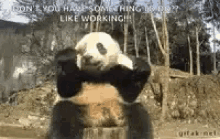 Panda Animals GIF - Panda Animals Cute GIFs