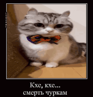 Komaru Komaru Cat GIF - Komaru Komaru Cat Cat GIFs