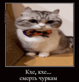 a cat wearing a bow tie is sitting on a wooden floor
