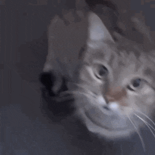 a close up of a cat looking at the camera