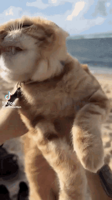 a cat is being held by a person on the beach .