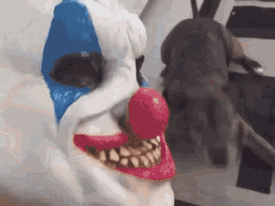 You Wut M8 GIF - Dog Scared Halloween GIFs