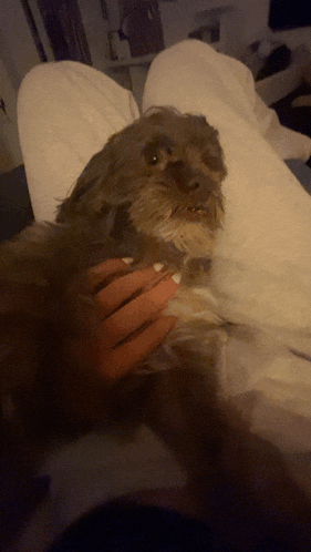 a person is petting a small brown dog on a bed